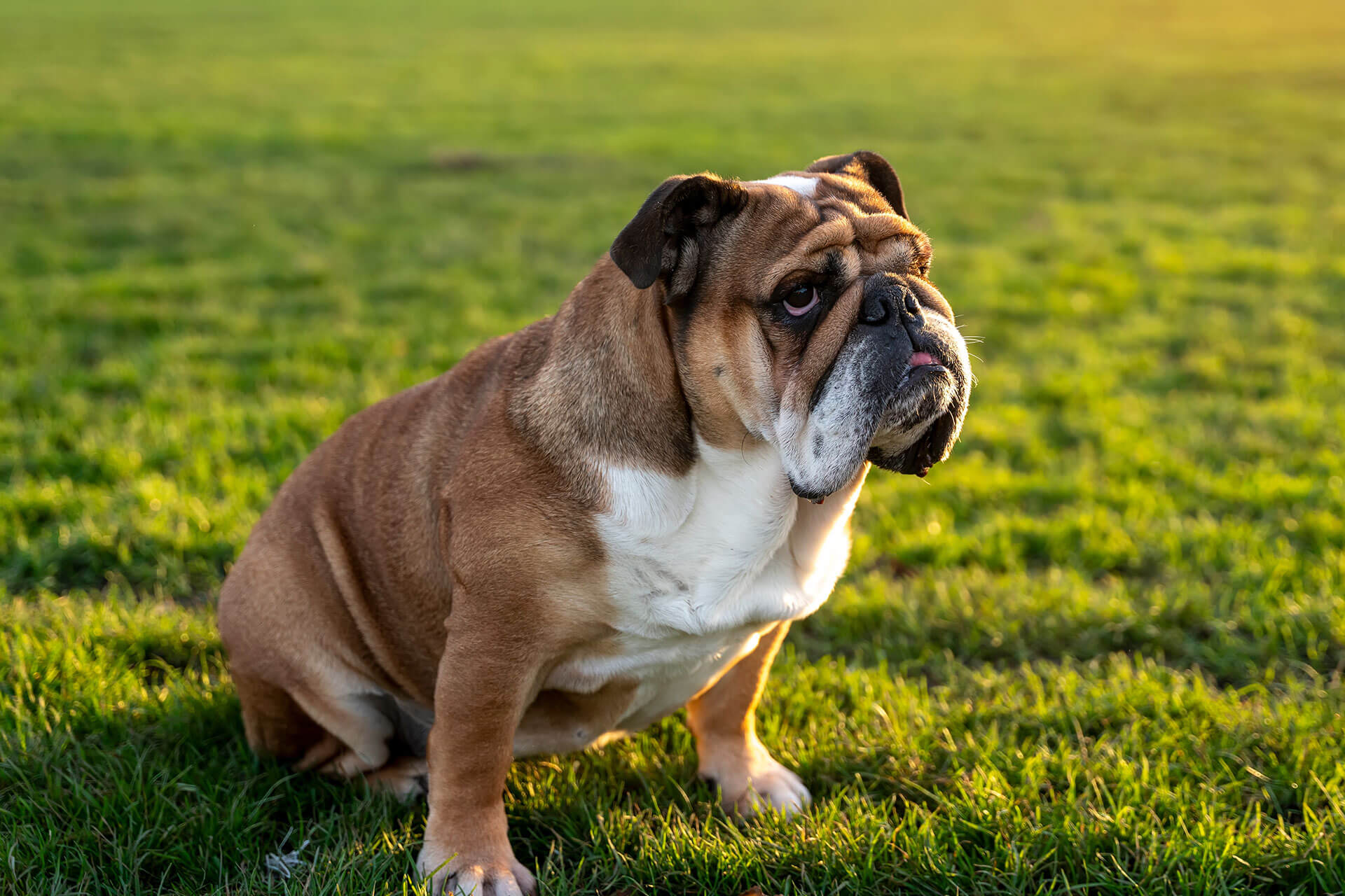 A brown and white bulldog sits on green grass under a sunny sky.