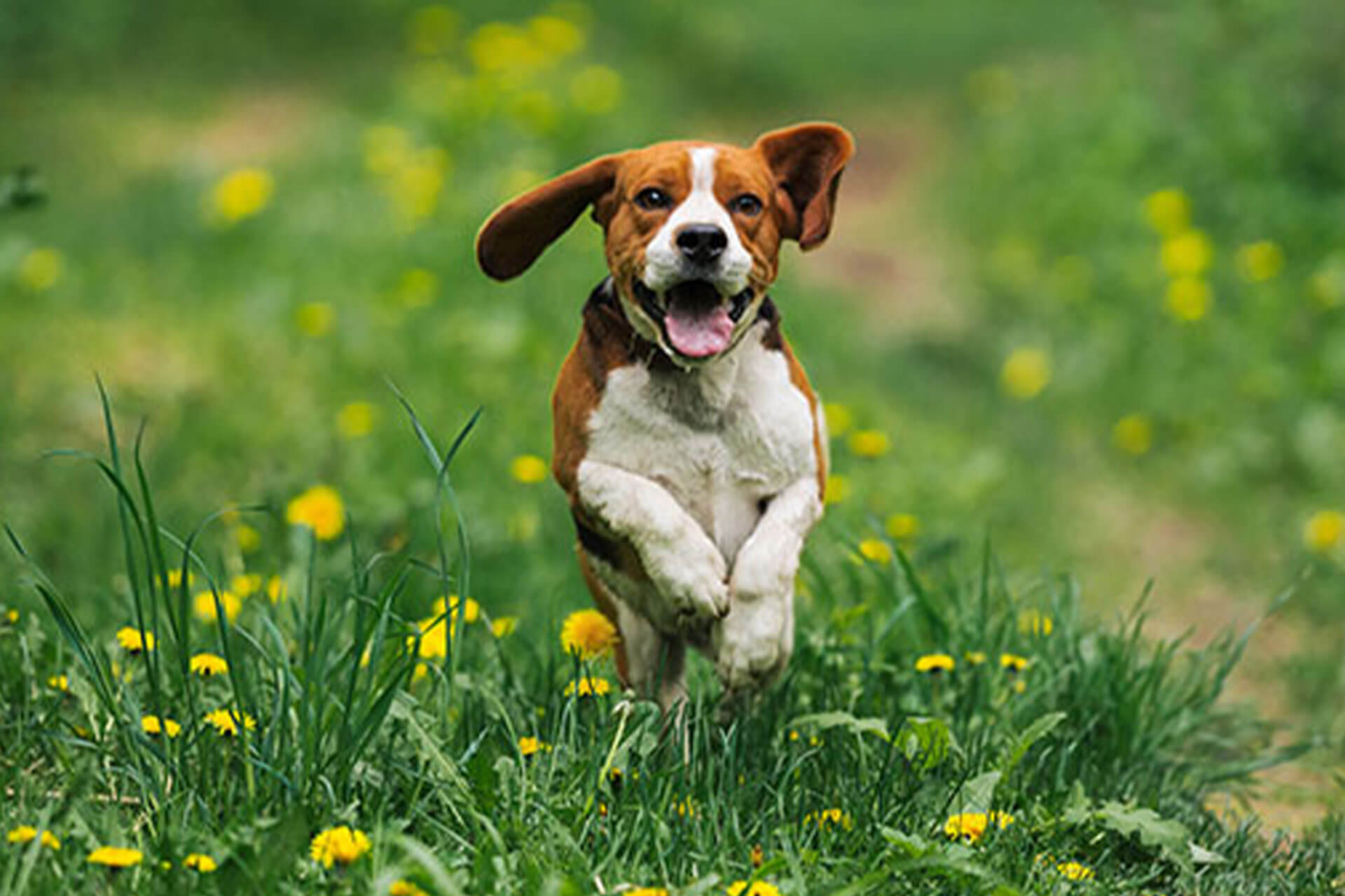 A happy beagle dog with floppy ears runs through a field of green grass and yellow flowers, mouth open and tongue out. The background is blurred with vibrant natural scenery, conveying a sense of joyous movement and freedom.