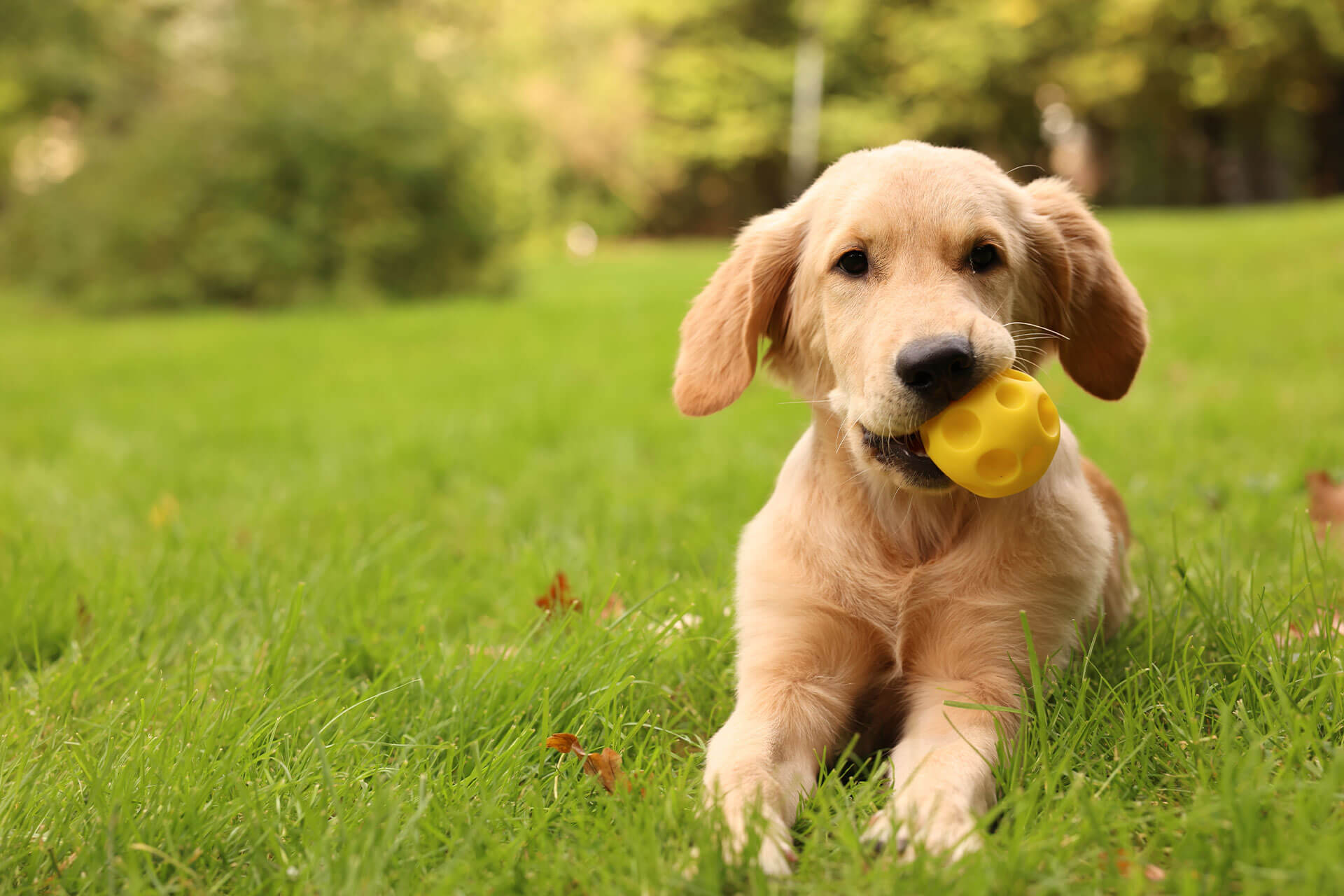 A golden retriever puppy lies on grass with a yellow ball in its mouth. The background features blurred green trees, suggesting a park or garden setting.