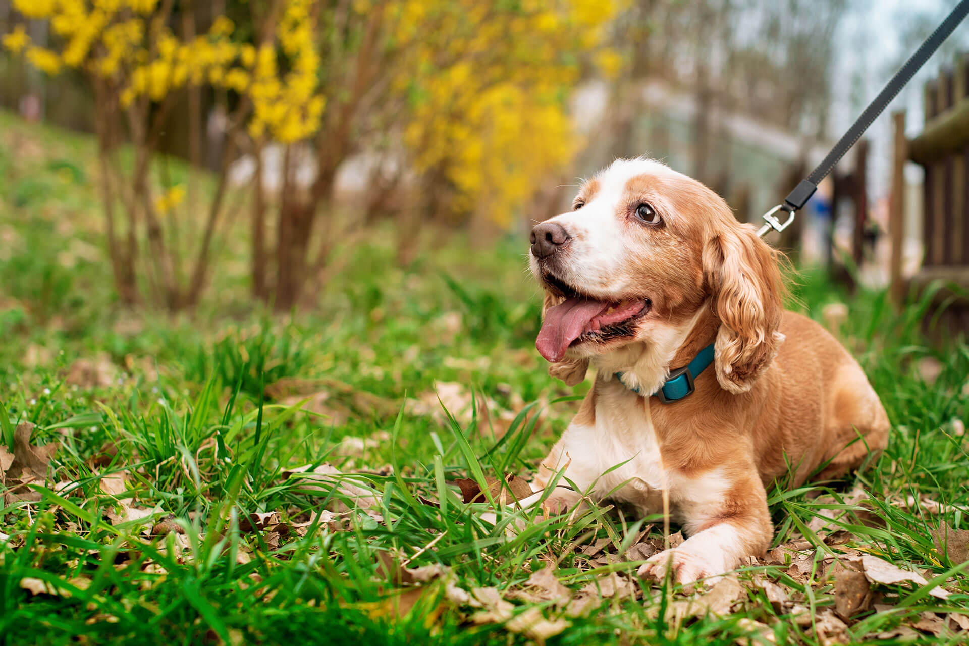 A brown and white dog with a blue collar lies on green grass, gazing upward happily. The background has yellow flowering bushes and blurred greenery, suggesting a springtime park setting. The dog is on a leash, held by an unseen person.