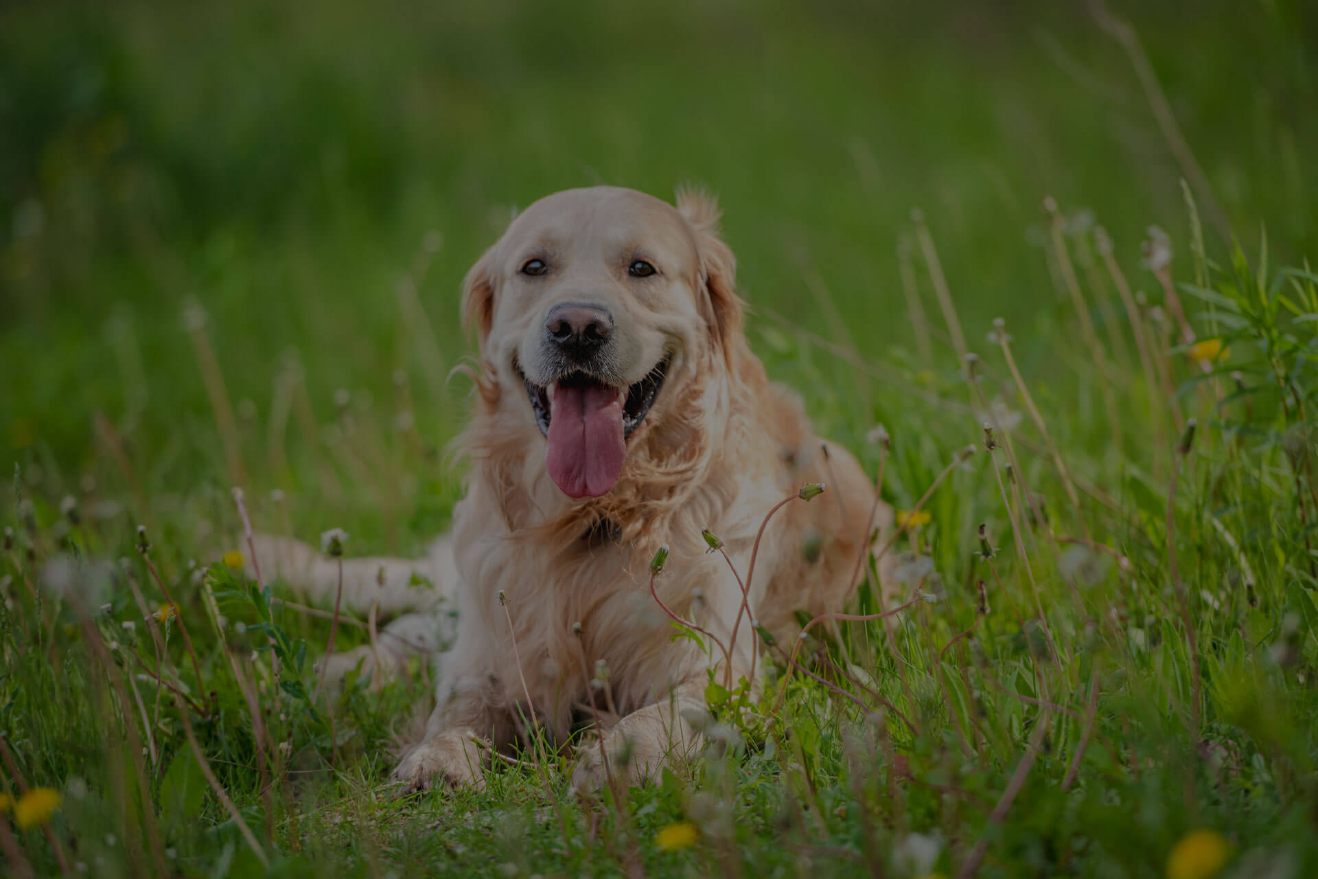 A golden retriever lies in a grassy field, looking forward with its mouth open and tongue out. The background is filled with green grass and small yellow wildflowers.