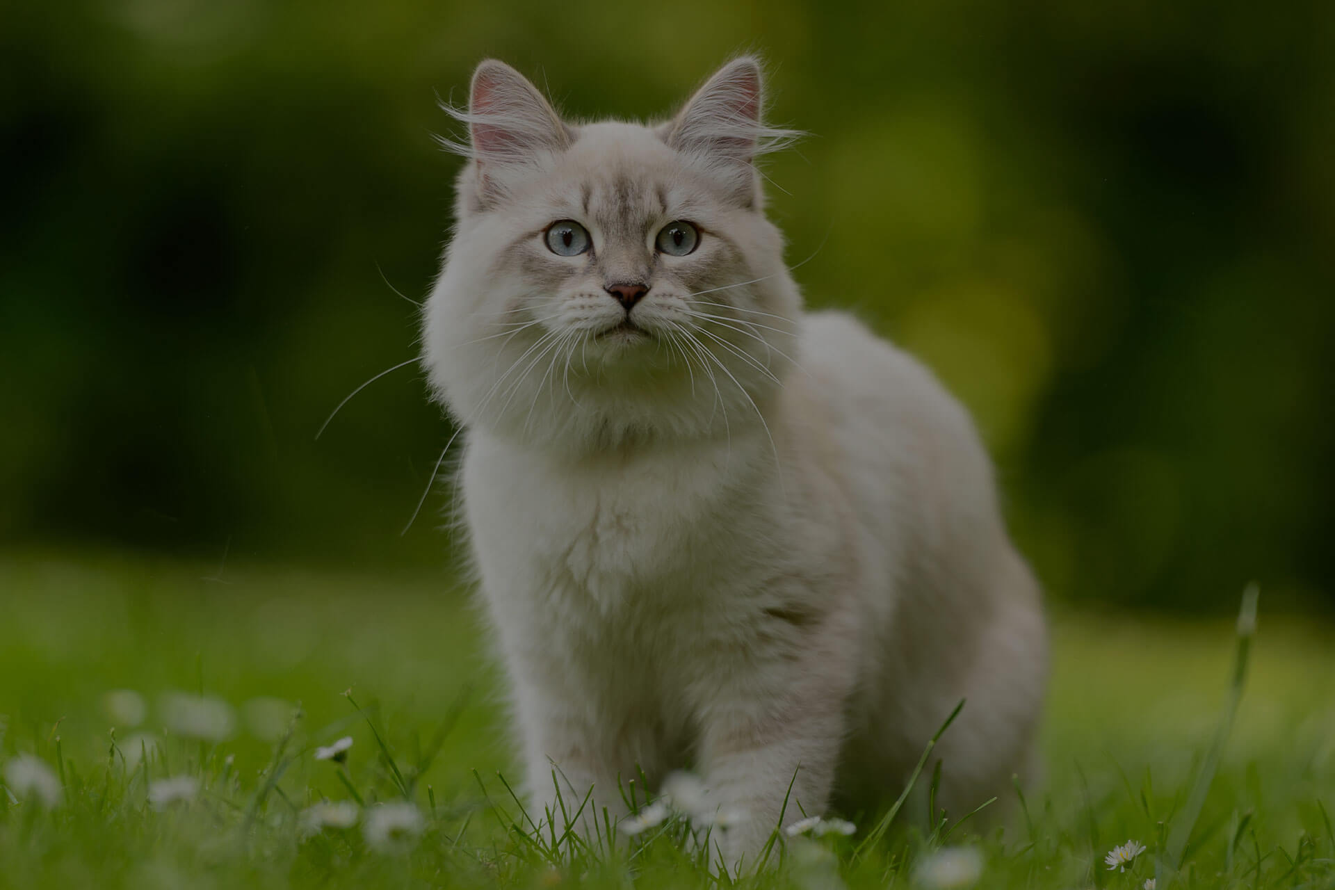 A fluffy, light-colored cat with blue eyes stands on green grass, surrounded by small white flowers, with a blurred, leafy green background.
