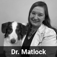 A smiling woman in a white coat poses with a dog that has a white and dark-colored face. The text "Dr. Matlock" is displayed at the bottom of the image.