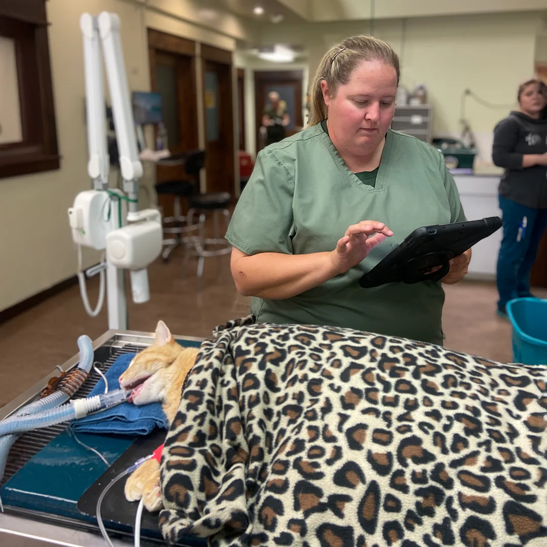 Veterinary technician using a tablet to monitor a cat under anesthesia during a dental procedure, covered with a leopard print blanket