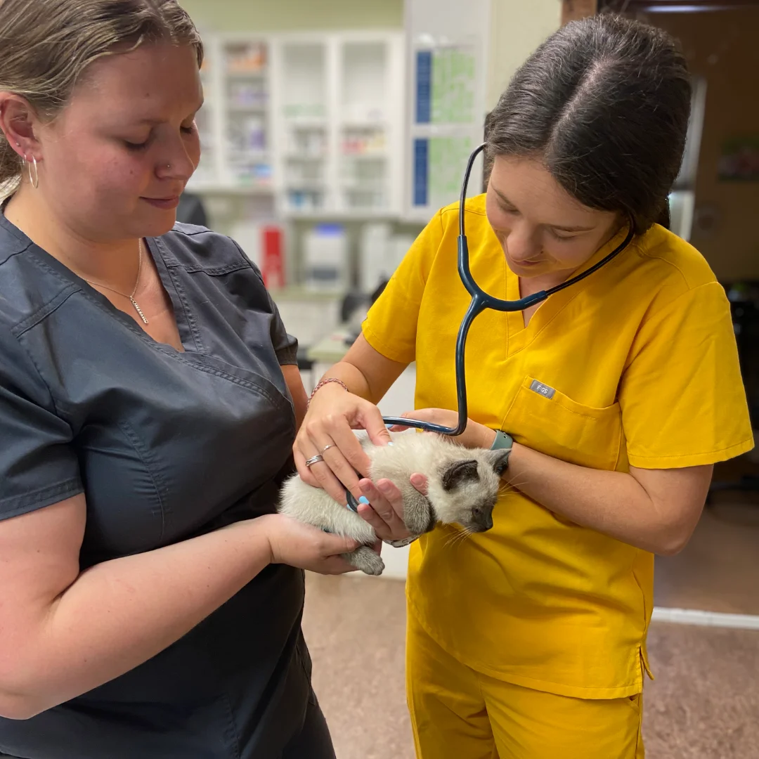 Two veterinary staff members gently examine a Siamese kitten using a stethoscope at 360 Pet Medical